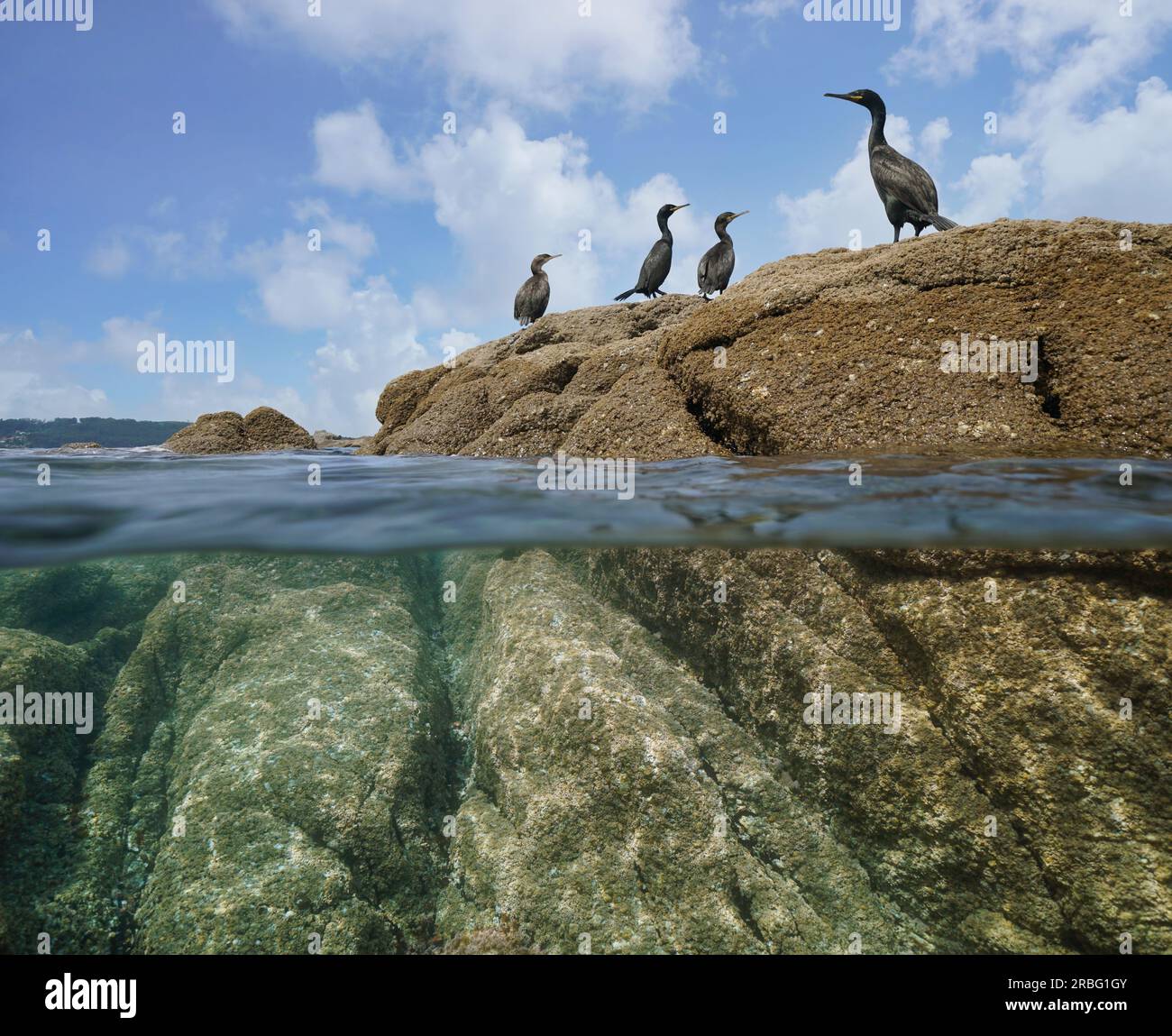 Aves cormoranes en una roca en la orilla del mar, vista dividida sobre y debajo de la superficie del agua, océano Atlántico, España, Galicia Foto de stock