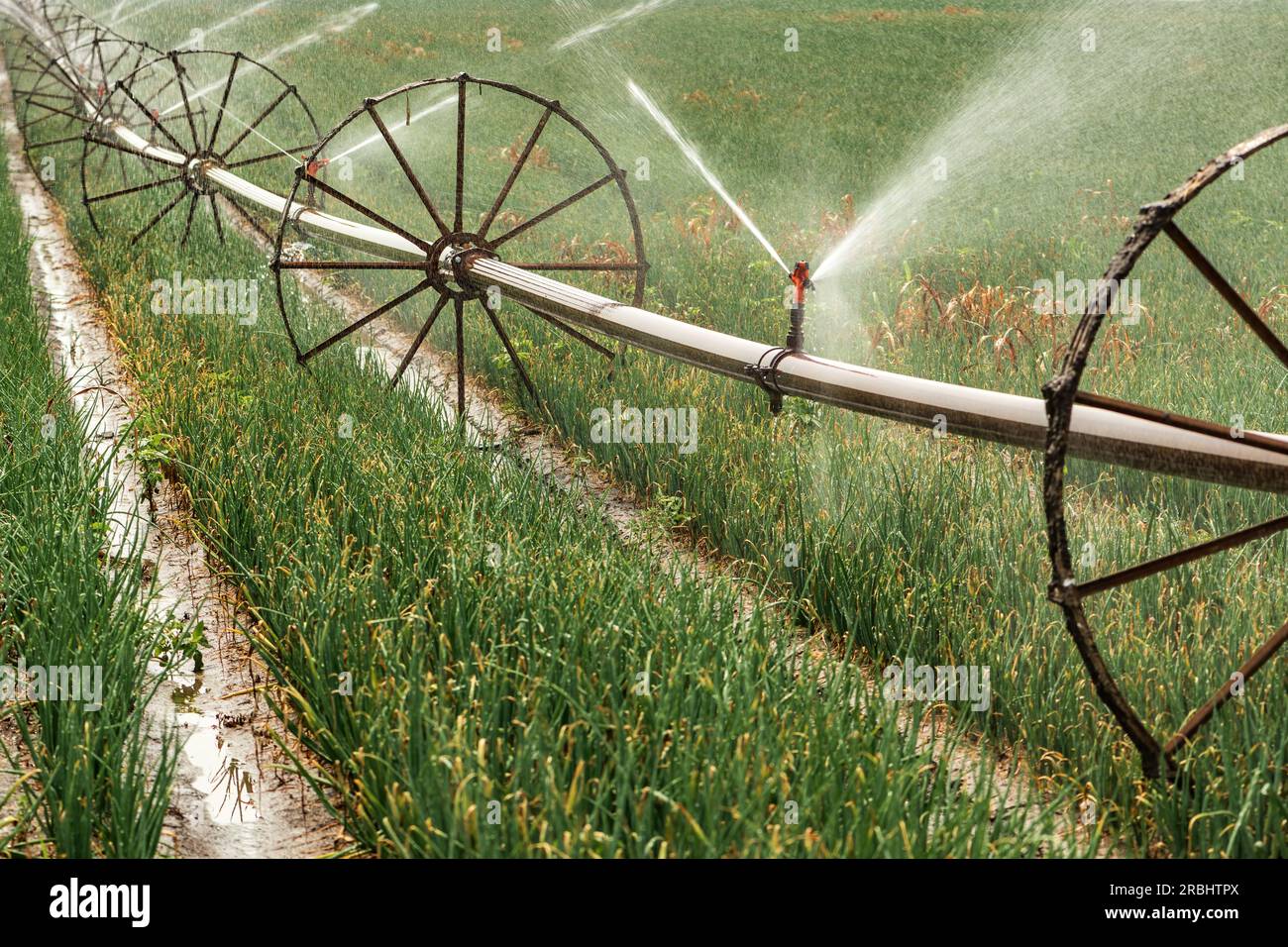 Una rueda hidráulica en el agua que revoluciona el riego de los cultivos 