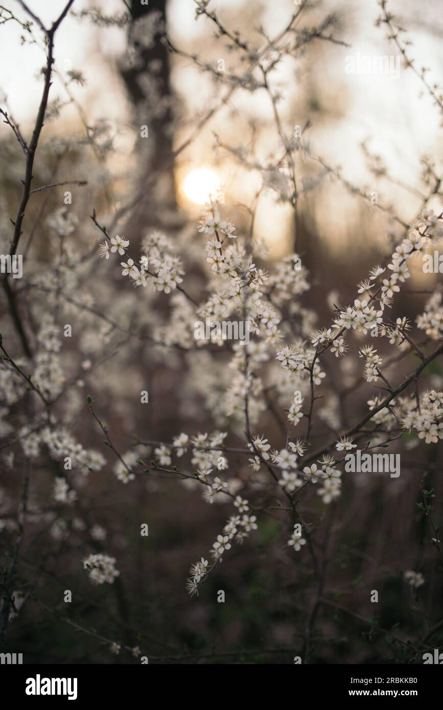 Flor de primavera creciendo en un jardín. Foto de stock