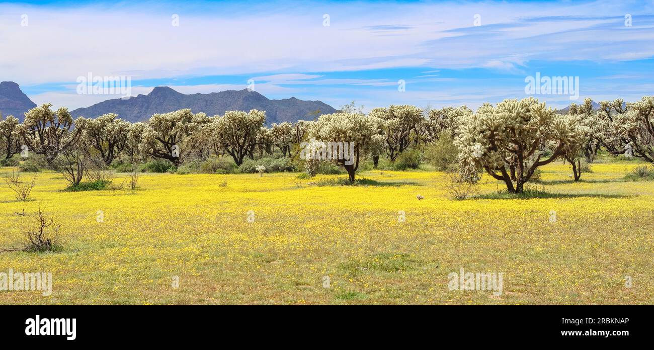 Colla de oso de peluche, Cholla saltando, Colla de plata (Opuntia bigelovii, Cylindropuntia bigelovii), en el desierto de Sonora con alfombra de flores amarillas, EE.UU., Foto de stock