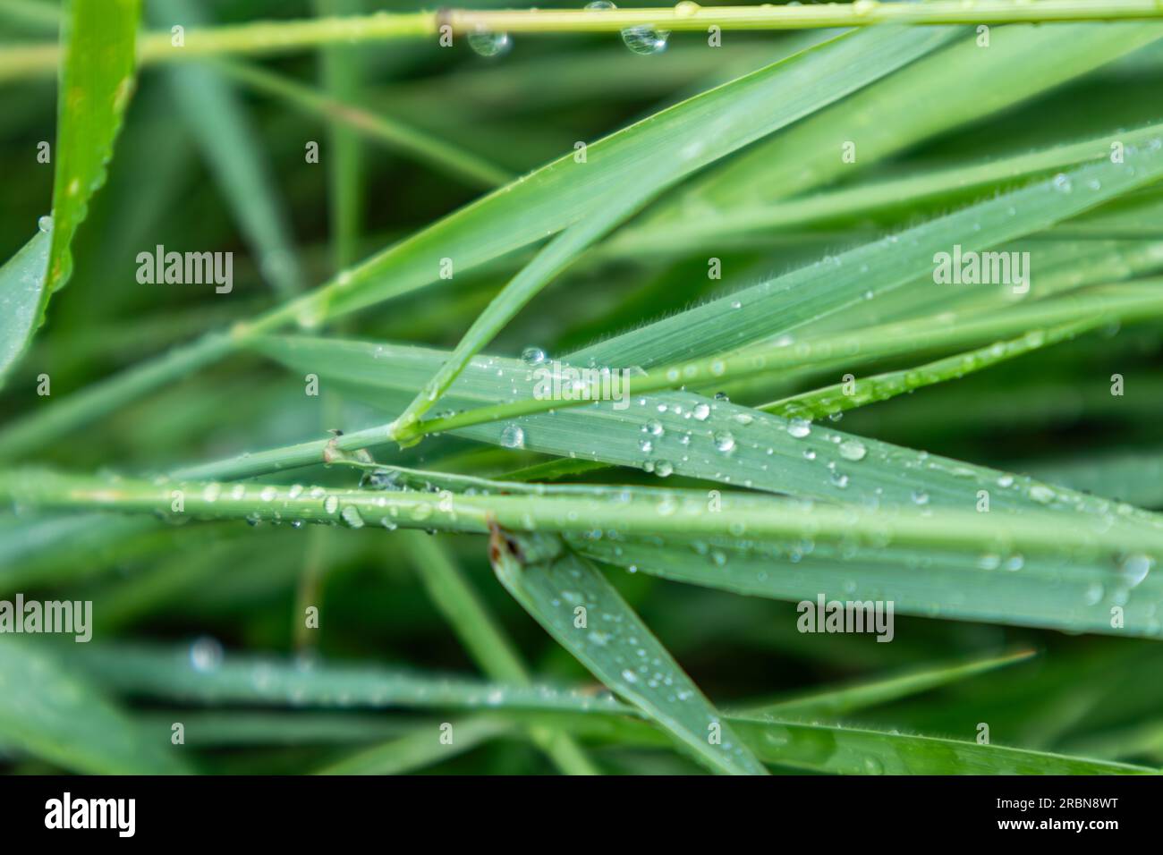 Hojas de hierba verde de primavera en gotas de agua de lluvia brillante de cerca con fondo borroso. Patrones frescos de la naturaleza Foto de stock