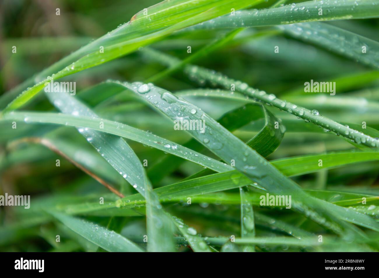 Las hojas de hierba verde de primavera en el agua de lluvia caen de cerca con desenfoque. Patrones frescos de la naturaleza Foto de stock