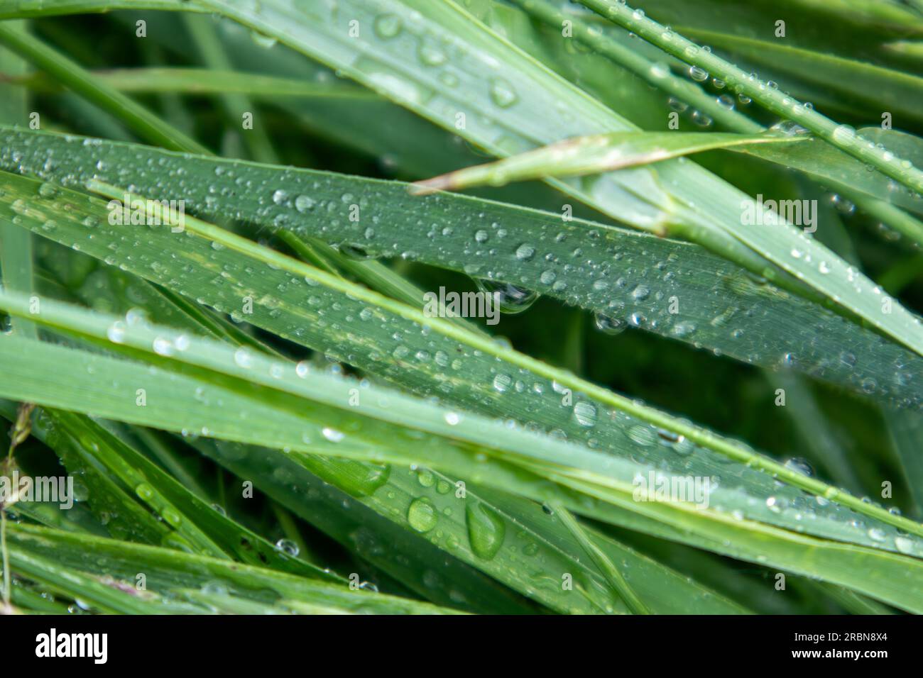 Gotas de agua de lluvia brillante sobre hojas de hierba verde de primavera de cerca. Patrones frescos de la naturaleza Foto de stock