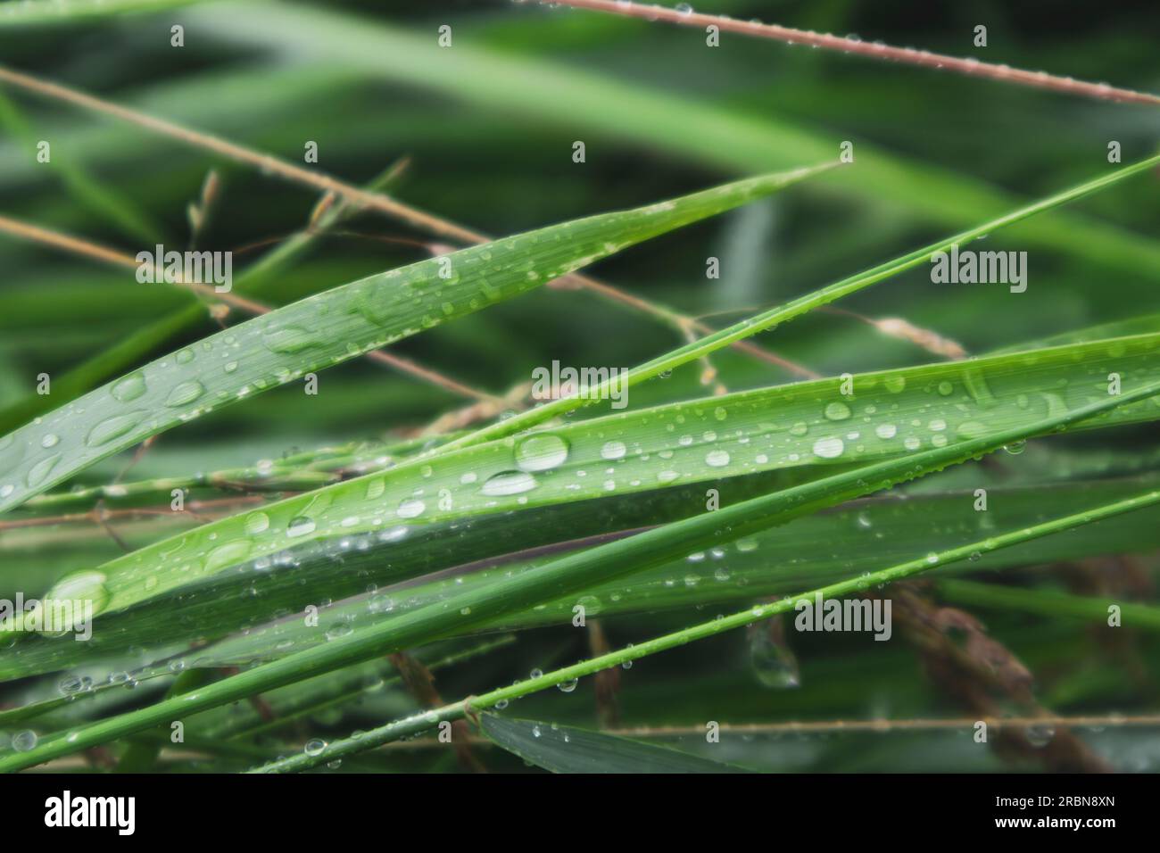 Las hojas de hierba verde de primavera en agua de lluvia brillante caen de cerca. Patrones frescos de la naturaleza Foto de stock