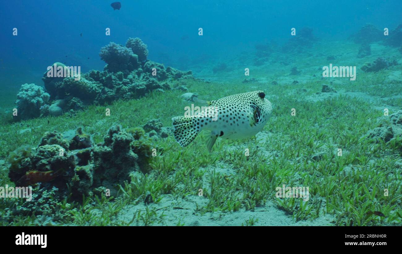 Blackspotted Puffer o Star Blaasop (Arothron stellatus) nade sobre fondo arenoso cubierto de hierba verde del mar en día soleado, Mar Rojo, Egipto Foto de stock