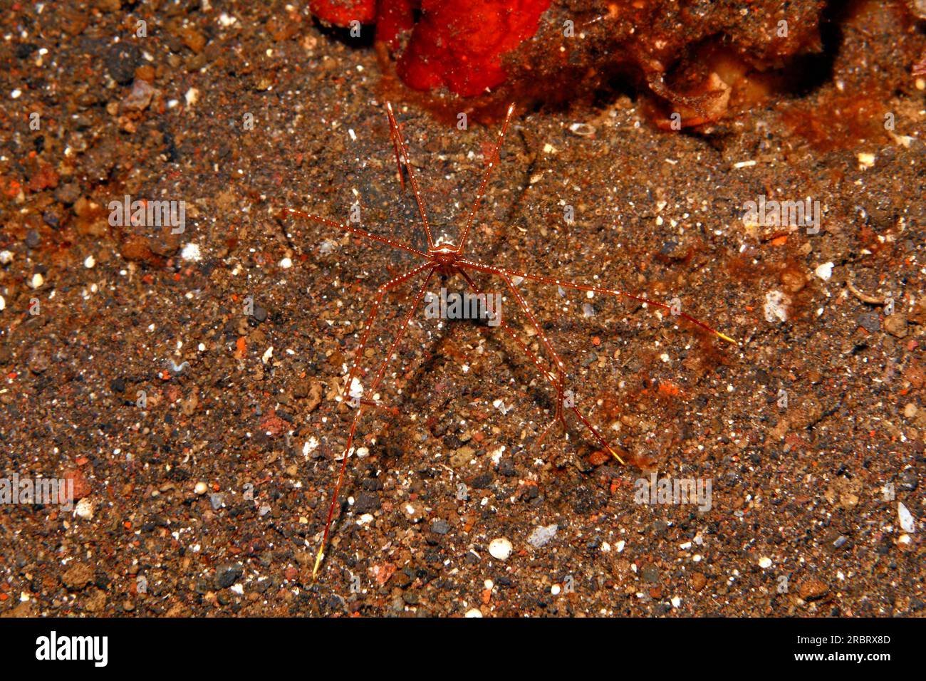 Spider Squat Lobster, Chirostylus sandyi. Posiblemente Chirostylus dolichopus. También conocido como Cangrejo Anomura, Cangrejo Araña, Papá Subacuático-piernas largas y Dee Foto de stock