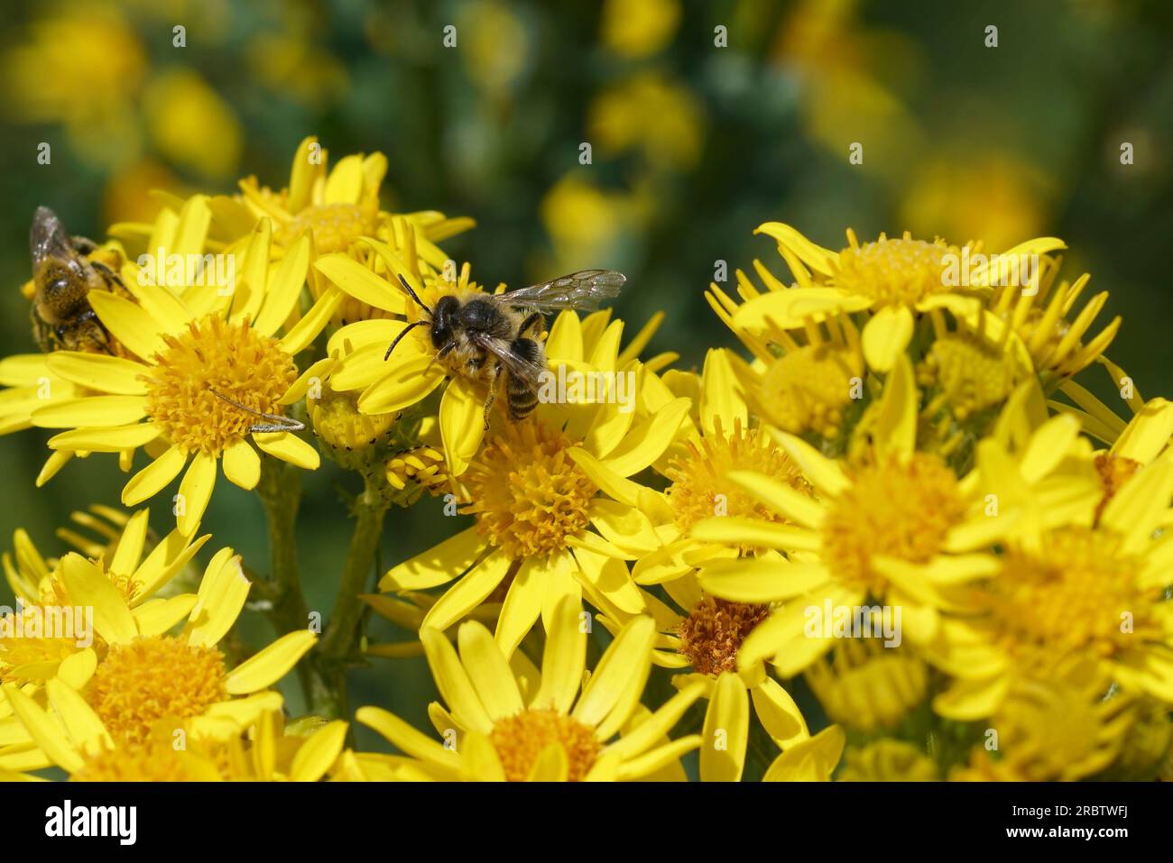 Primer plano en la abeja minera de banda gris, Andrena denticulata en su planta anfitriona, la amarrama amarilla de flores, jacobaea vulgaris Foto de stock