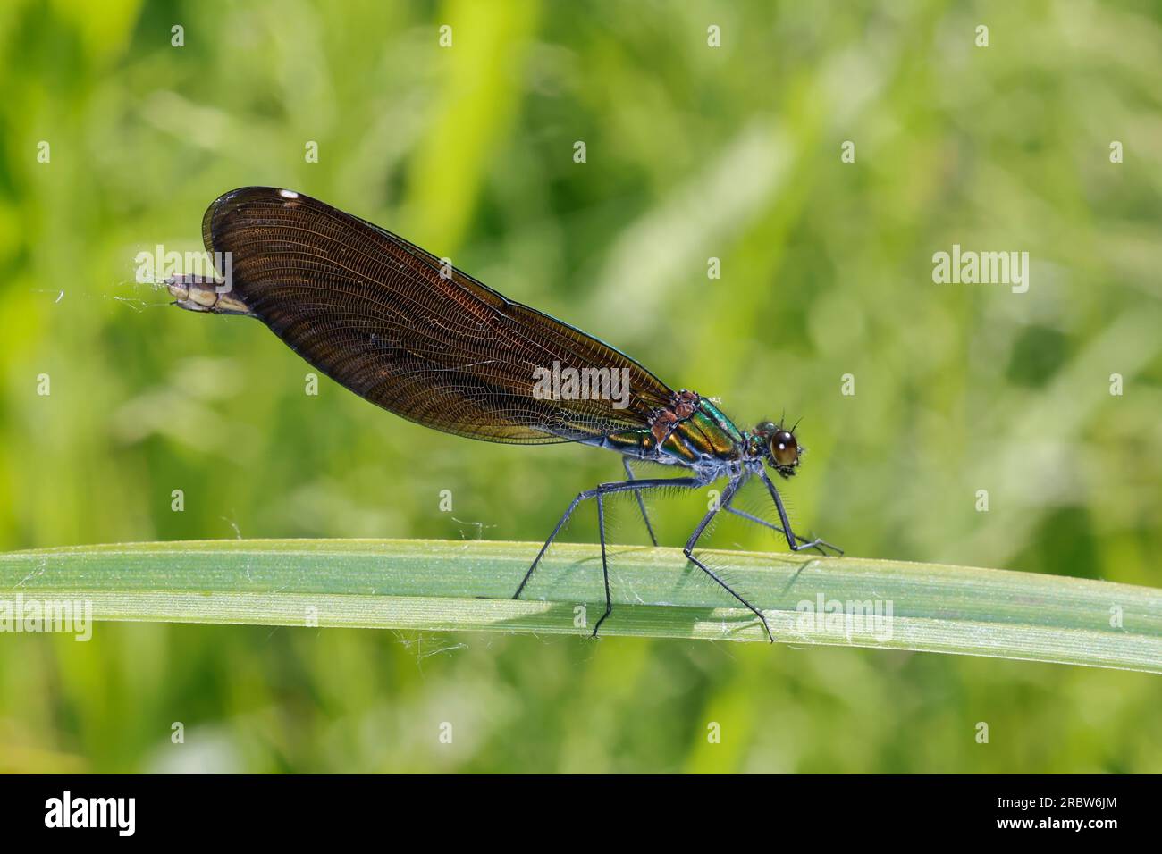 Blauflügel-Prachtlibelle, Prachtlibelle, Blauflügelprachtlibelle, Weibchen, Calopteryx virgo, Bluewing, hermosa Demoiselle, demoiselle agrion, femal Foto de stock