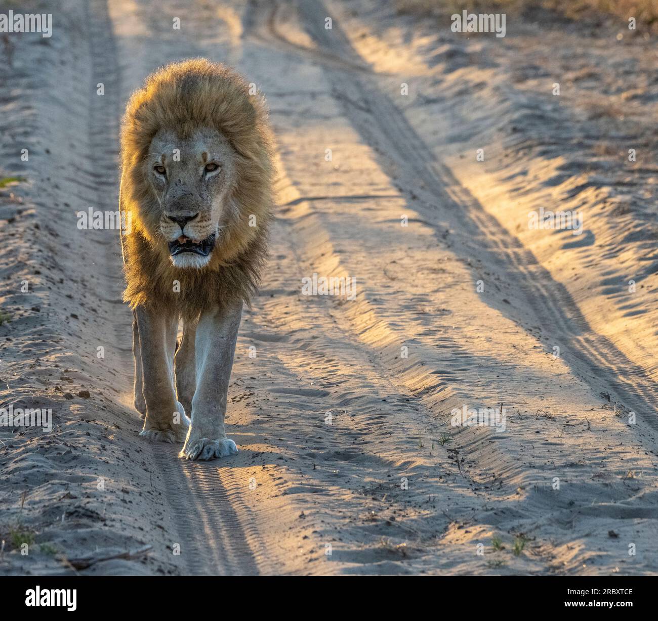 León Africano en el Parque Nacional de las Piscinas de Maná en Zimbabwe, África. Foto de stock