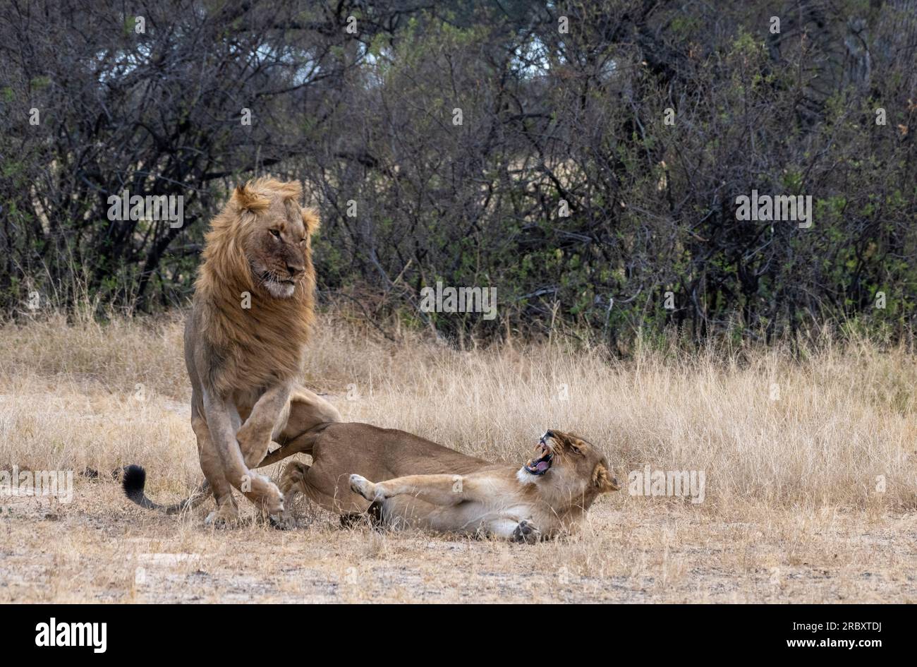 León africano en el Parque Nacional Hwange en Zimbabue Foto de stock