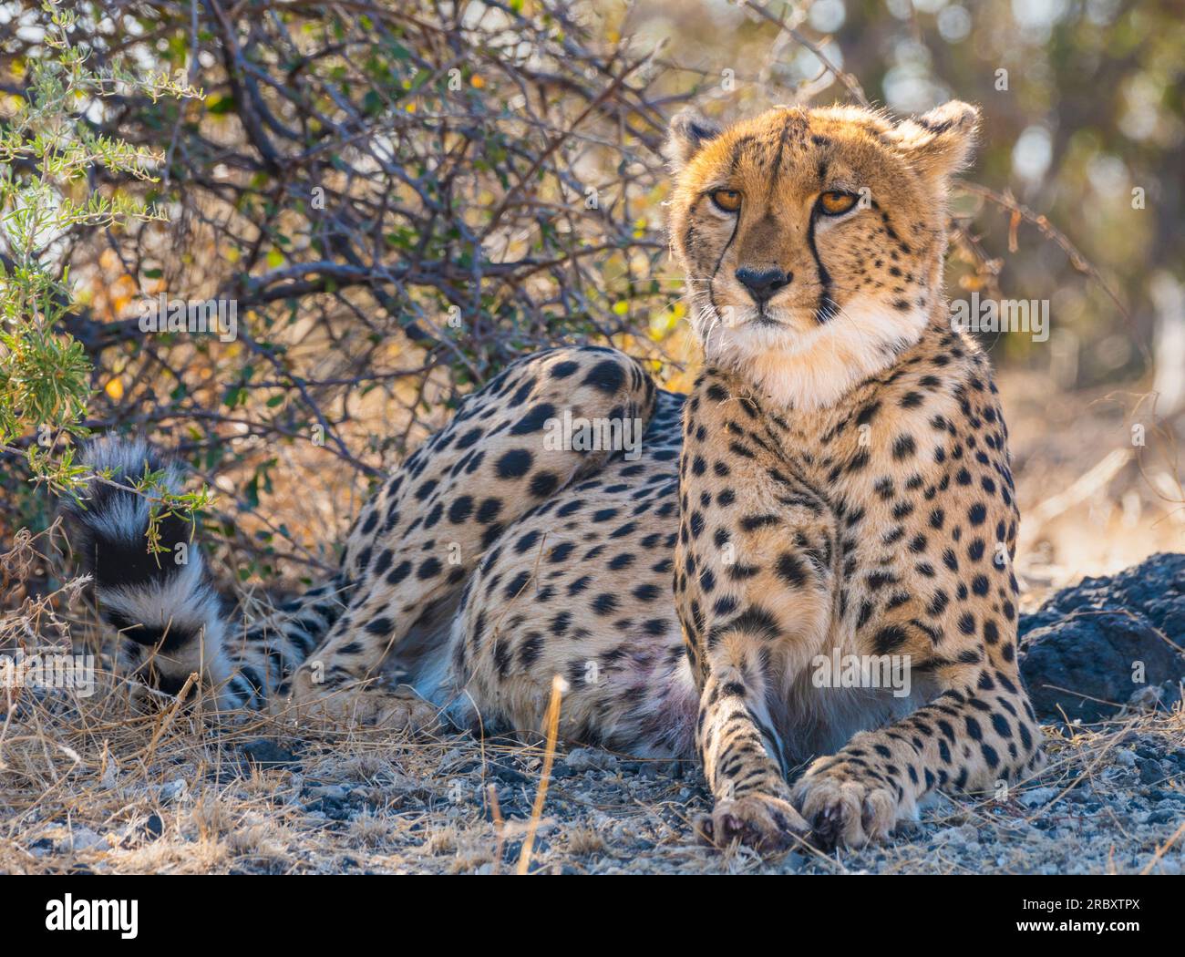 Guepardo en la Reserva de Caza de Mashatu Euphorbia en Botswana. Foto de stock