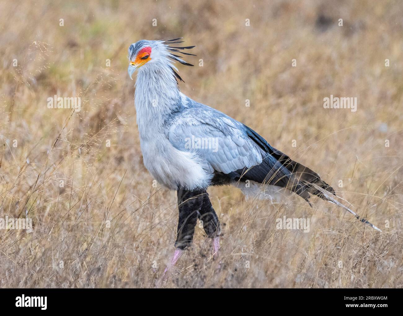 Secretario Bird en el Parque Nacional Hwange en Zimbabwe África. Foto de stock