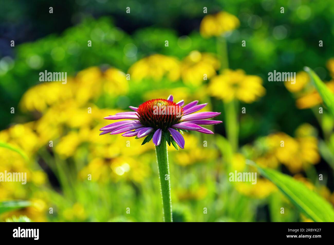 Flores brillantes en el jardín, en verano Foto de stock