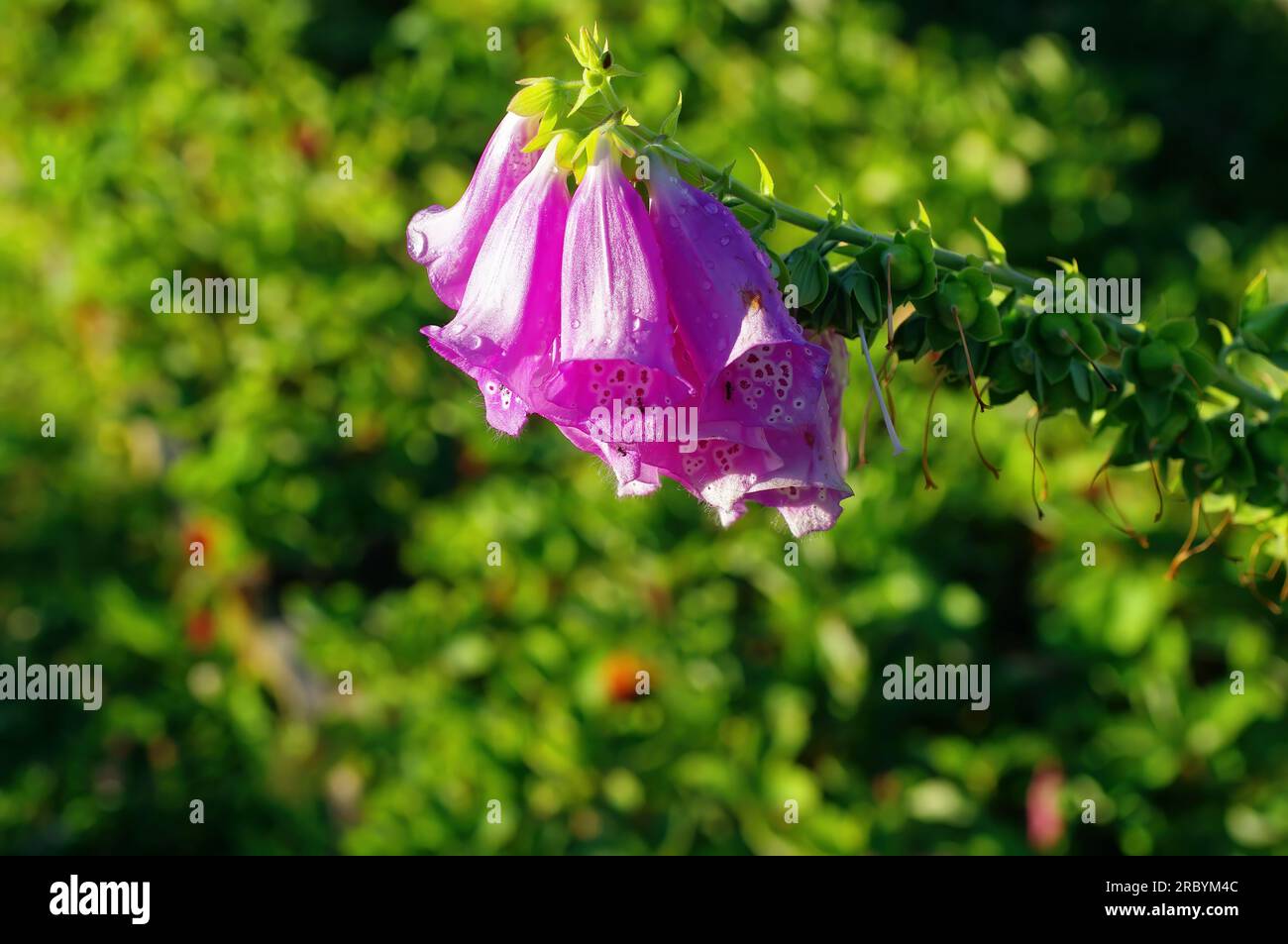 flor púrpura pálida a la sombra, en verano Foto de stock