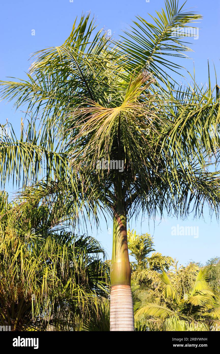 La palma real o palma real cubana (Roystonea regia) es una palma