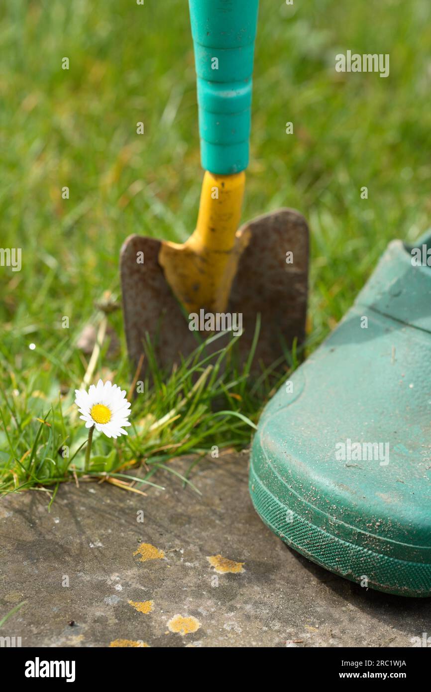 Pala de mano con zapatos de jardín y margarita común (Bellis) Foto de stock