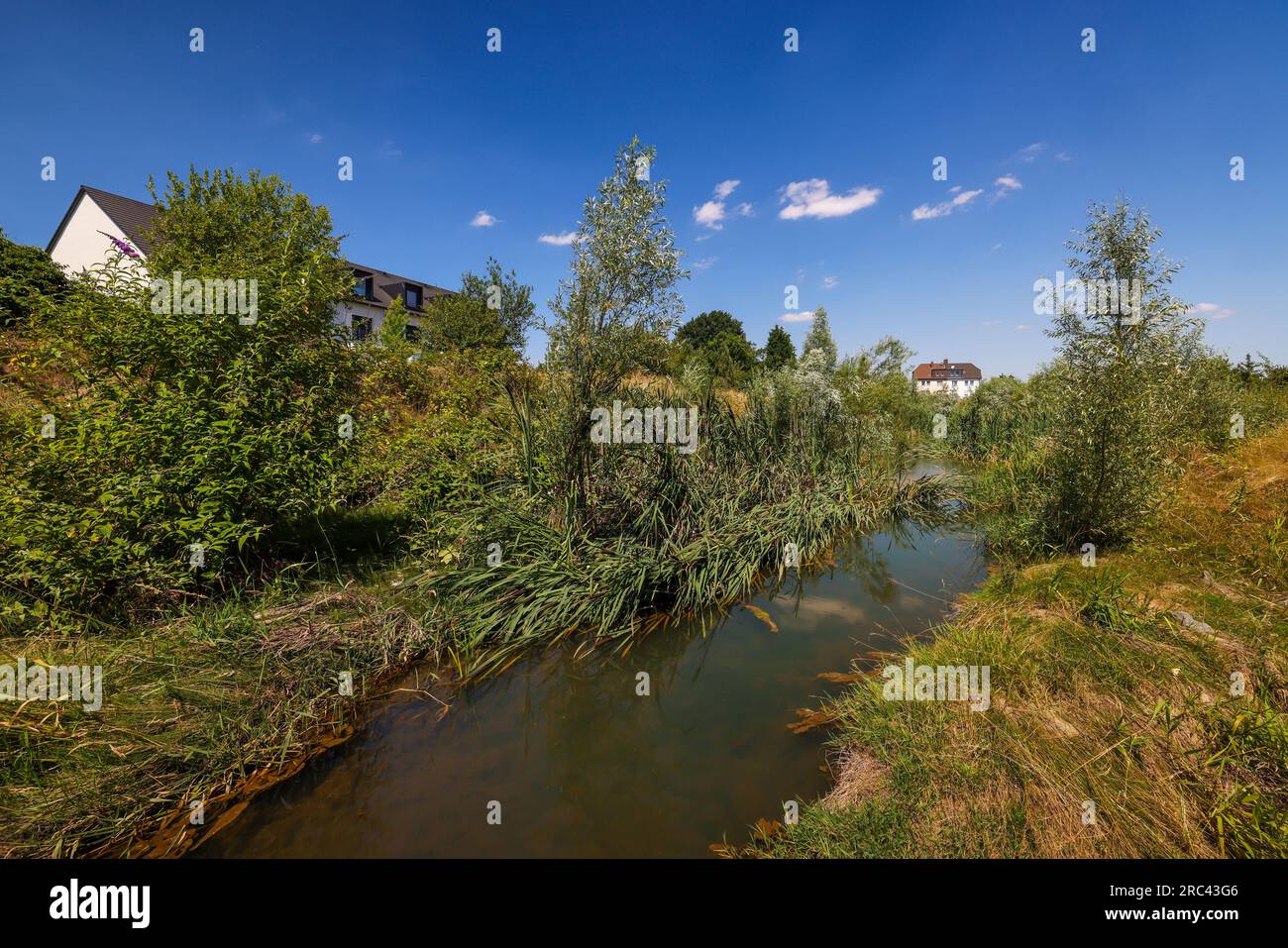 Recklinghausen, Renania del Norte-Westfalia, Alemania - Hellbach renaturalizado, curso de agua renaturalizado, el Hellbach está ahora libre de aguas residuales después del Foto de stock