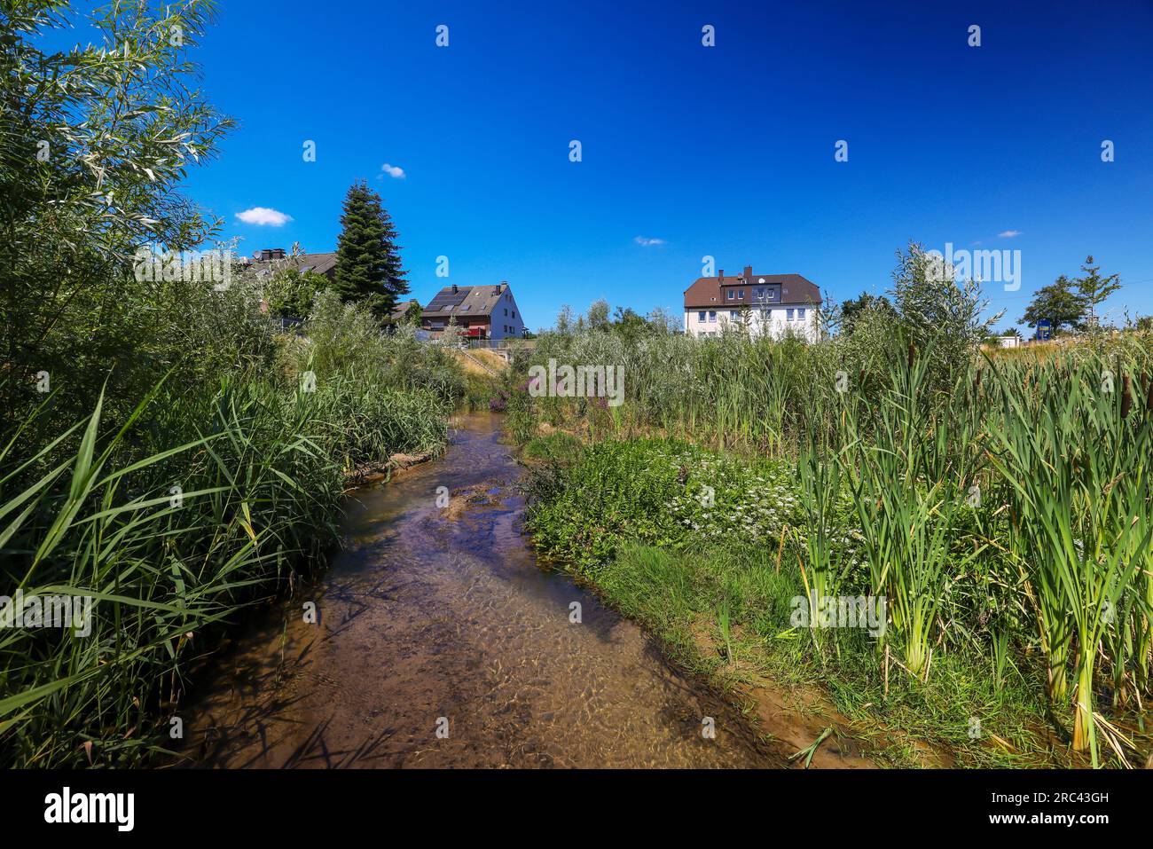 Recklinghausen, Renania del Norte-Westfalia, Alemania - Hellbach renaturalizado, curso de agua renaturalizado, el Hellbach está ahora libre de aguas residuales después del Foto de stock