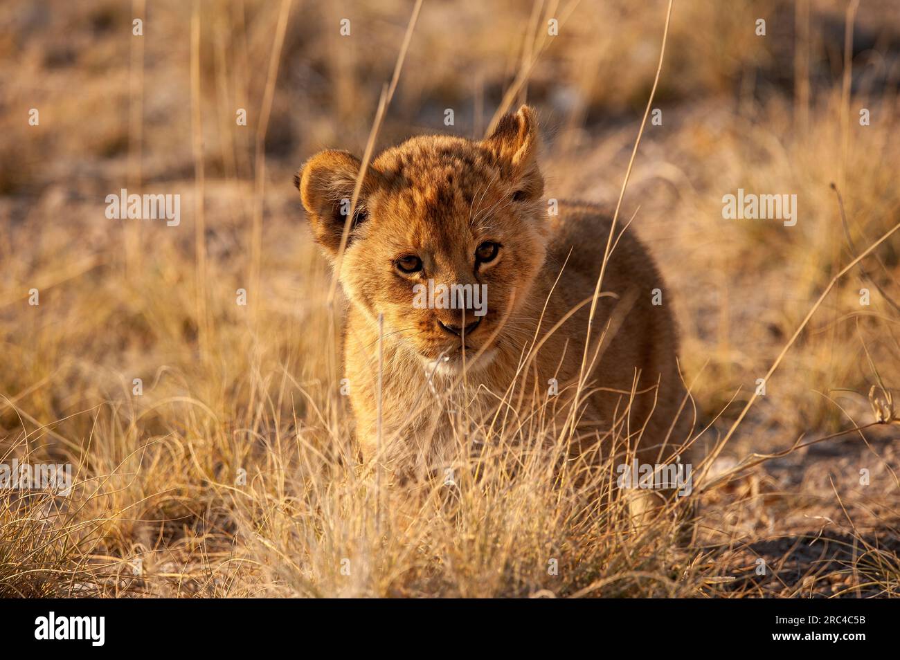 Cachorro de león en las llanuras abiertas, Parque Nacional de Etosha, Namibia Foto de stock