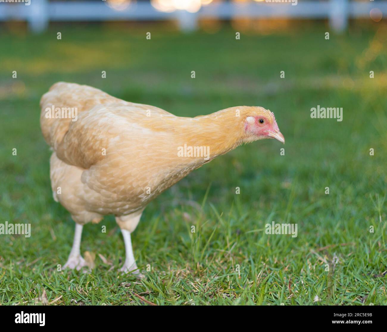 Gallina de pollo joven que es de color amarillo y naranja que está en un campo de hierba en Carolina del Norte. Foto de stock