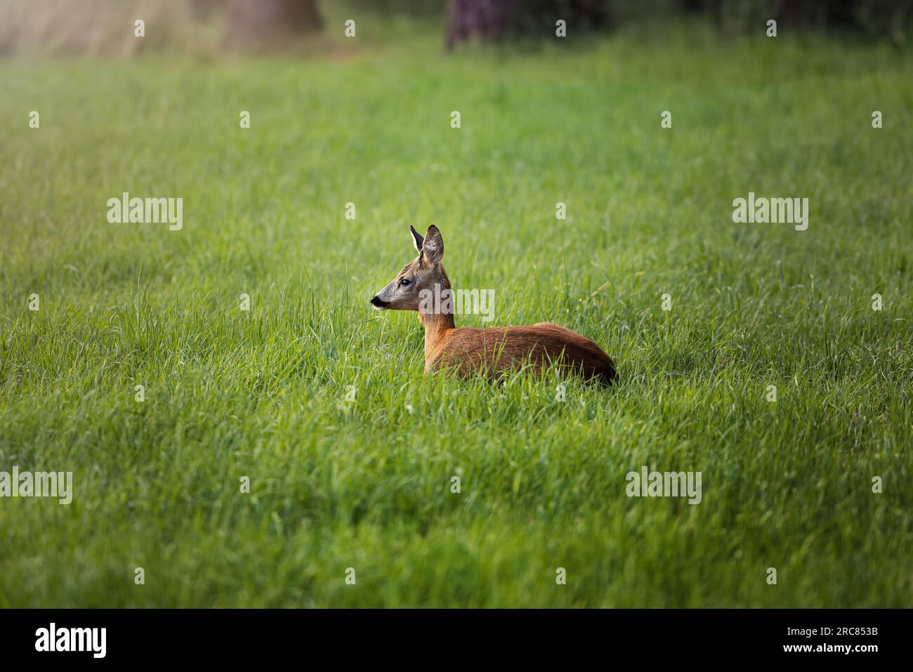 Ciervos descansando, ciervos dormidos, en un campo verde con un bosque en el fondo en Alemania, Europa Foto de stock
