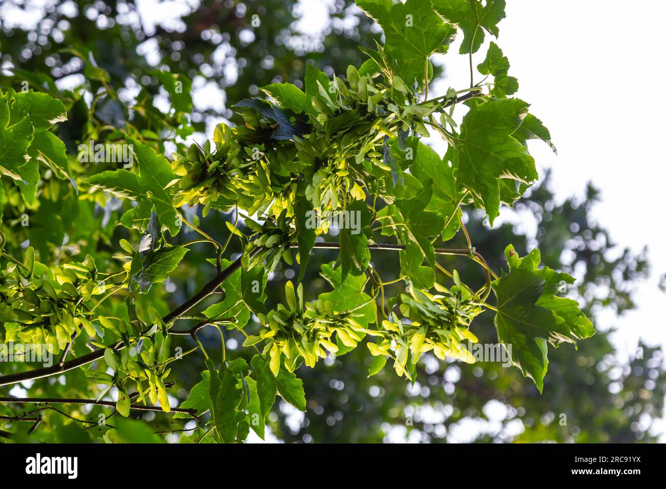 Un primer plano de los frutos de maduración rosados rojizos del arce. Foto de stock