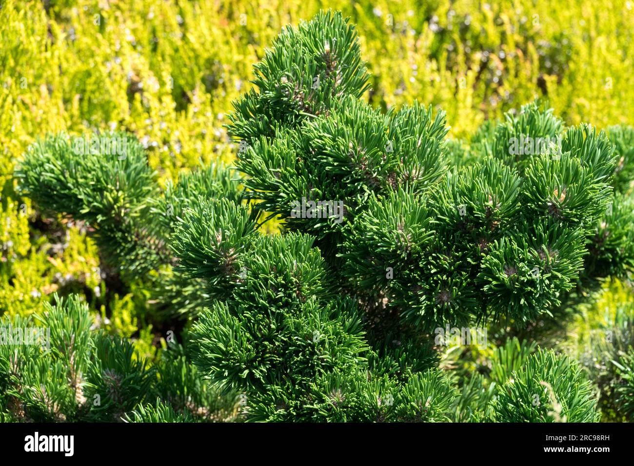 Pinus uncinata 'Jacobsen', Bajo, Enano, Pino, Conífera, Árbol Foto de stock