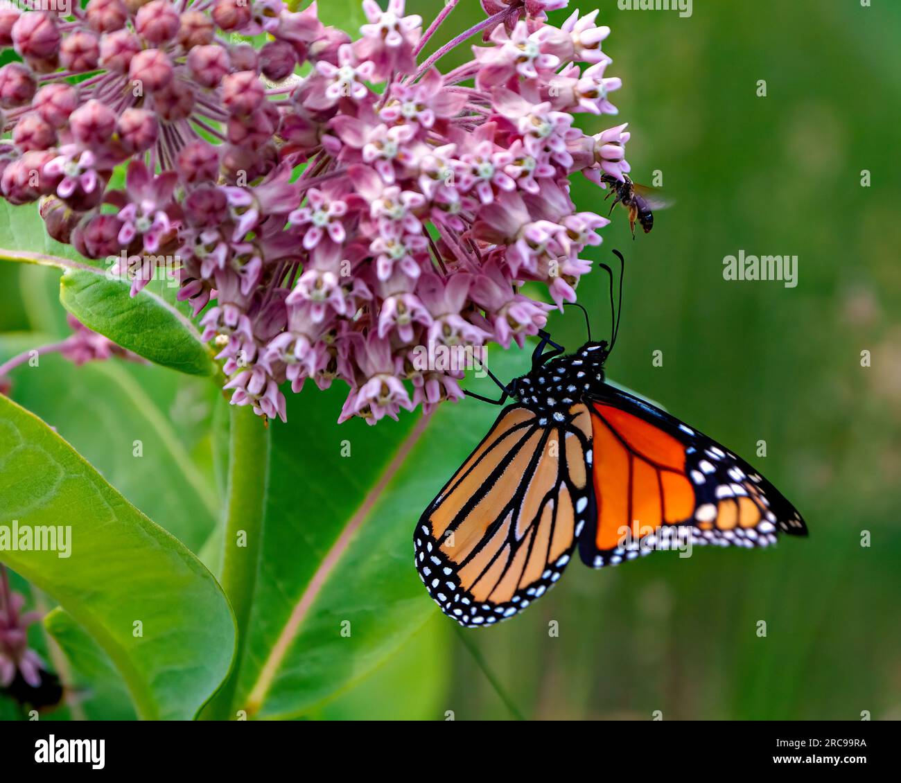 Vista lateral de la mariposa monarca bebiendo o bebiendo néctar de una planta de algodoncillo con un fondo verde en su entorno y hábitat. Foto de stock