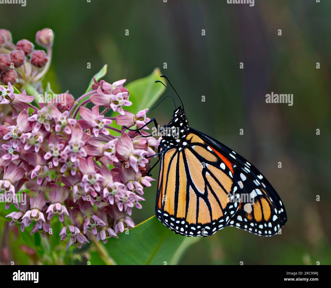 Vista lateral de la mariposa monarca bebiendo o bebiendo néctar de una planta de algodoncillo con un fondo colorido en su entorno y hábitat. Foto de stock