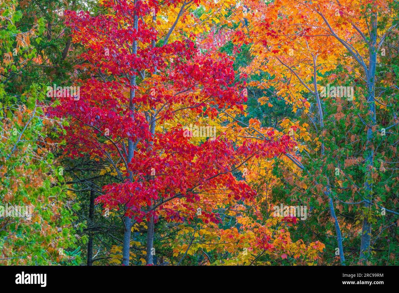 Color de otoño en Mount Desert Island en Maine. Foto de stock