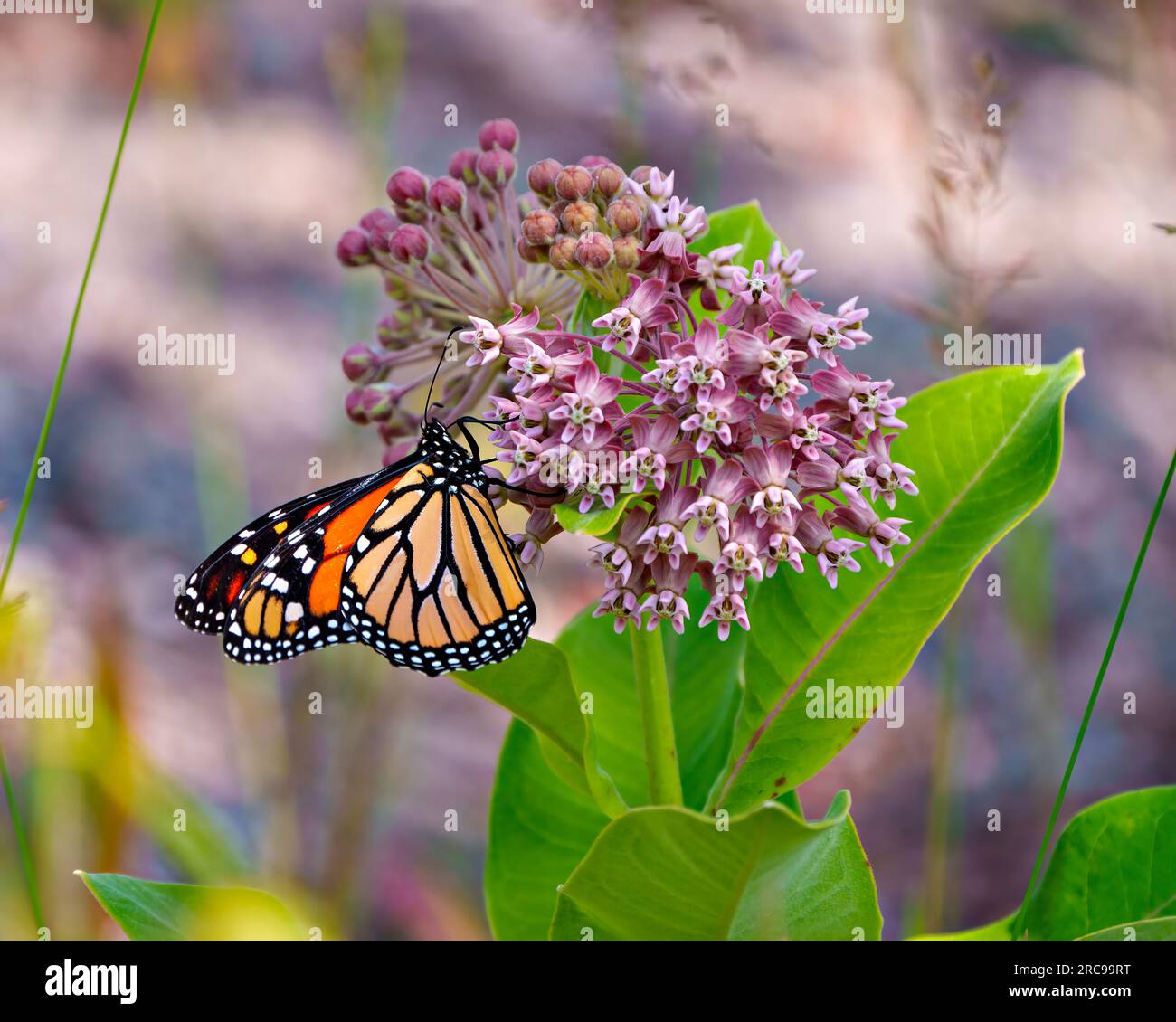 Vista lateral de la mariposa monarca bebiendo o bebiendo néctar de una planta de algodoncillo con un fondo colorido en su entorno y hábitat. Foto de stock