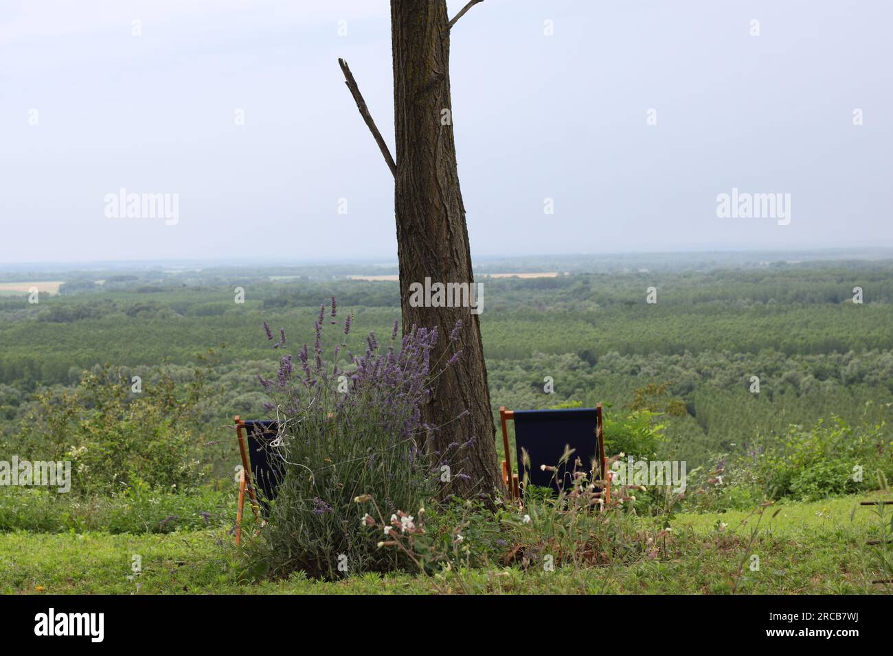 Una hermosa vista hacia Baranja, Hungría y el río Danubio desde el mirador en Batina, Croacia, rodeado de bosque y lavanda Foto de stock