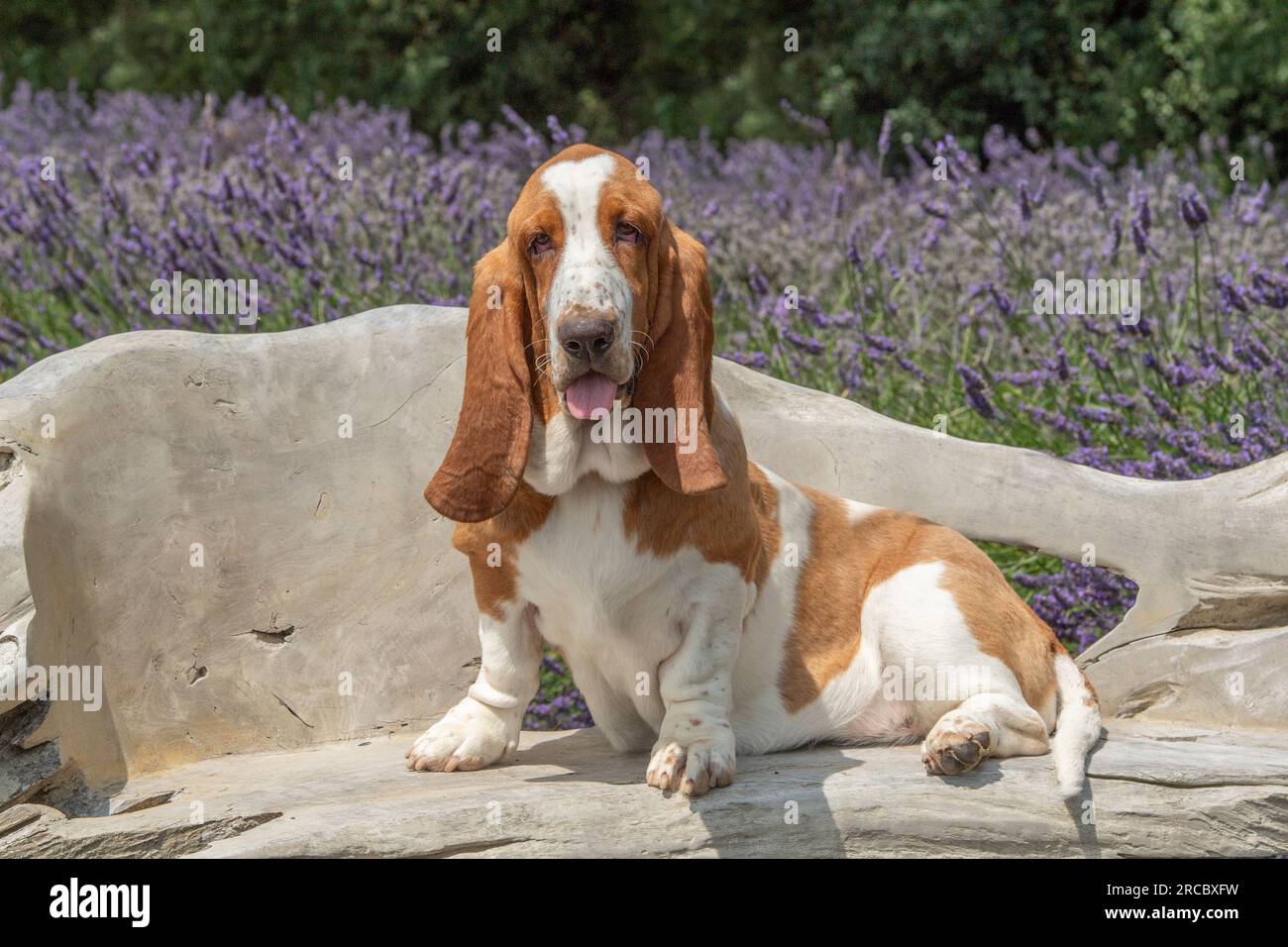 Basset Hound. perro sentado en una silla en lavanda Foto de stock