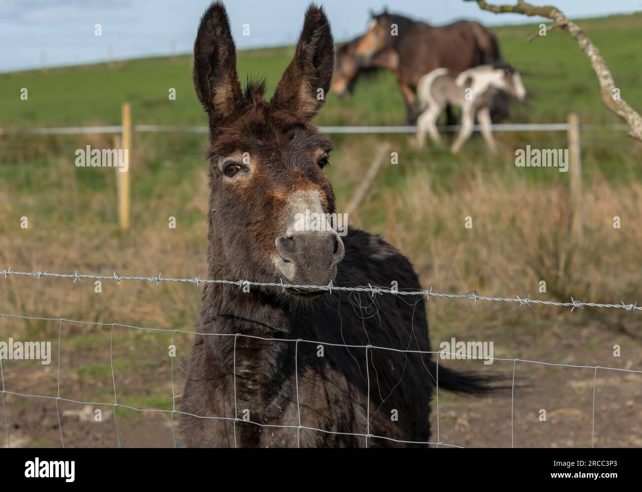 Burro marrón mirando sobre una valla con caballos de mazorca irlandeses en el bbakground Foto de stock