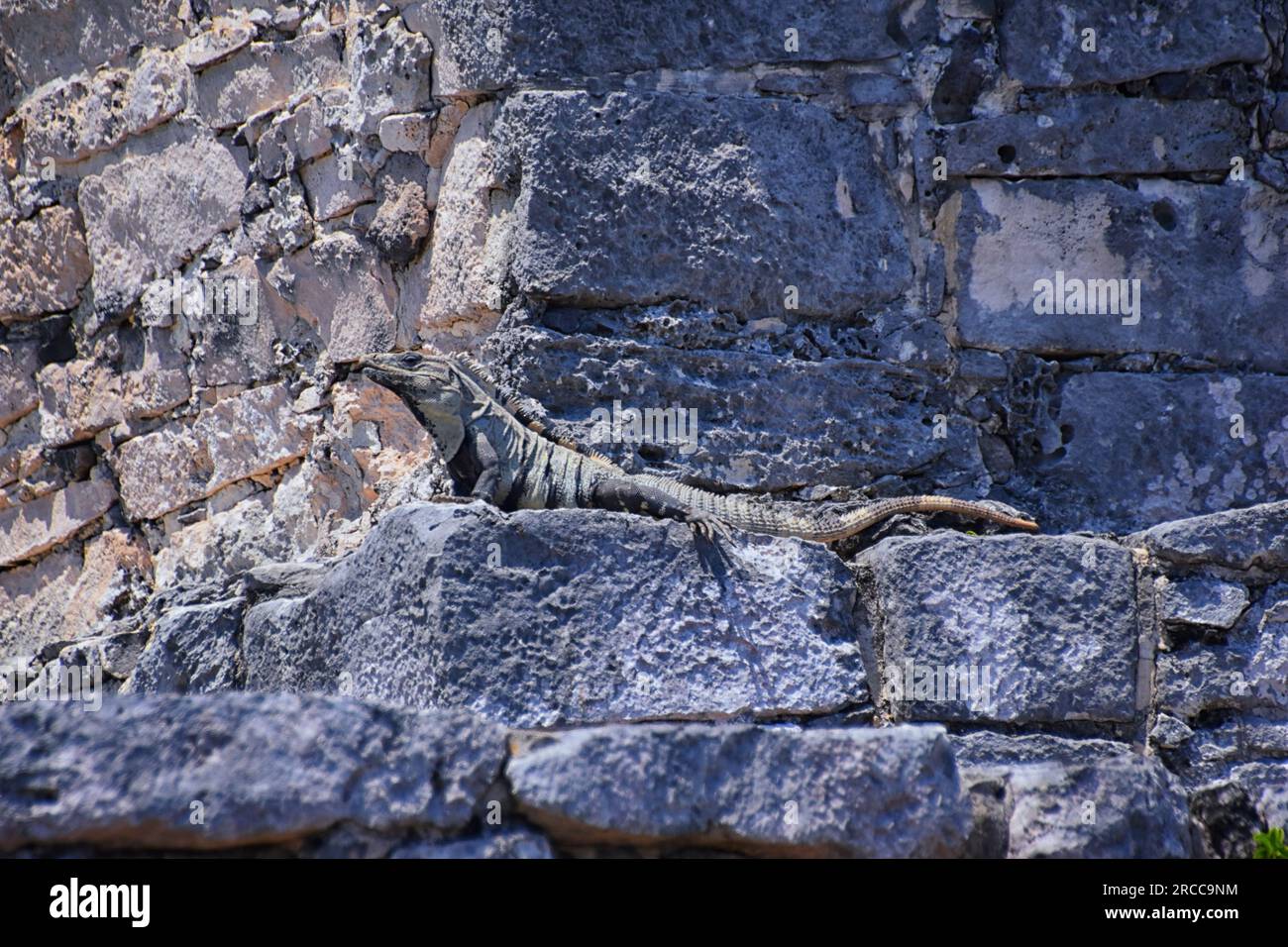 Tulum Antigua ciudad portuaria maya en la costa caribeña en la península de Yucatán México. Vistas por las ruinas de El Castillo. América Central del Norte. Foto de stock