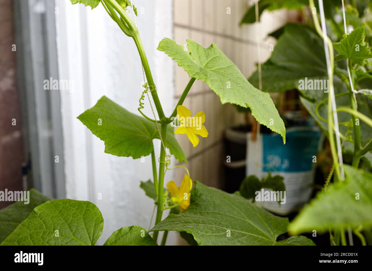 El pepino natural crece en un invernadero. Cultivar verduras frescas en un invernadero Foto de stock