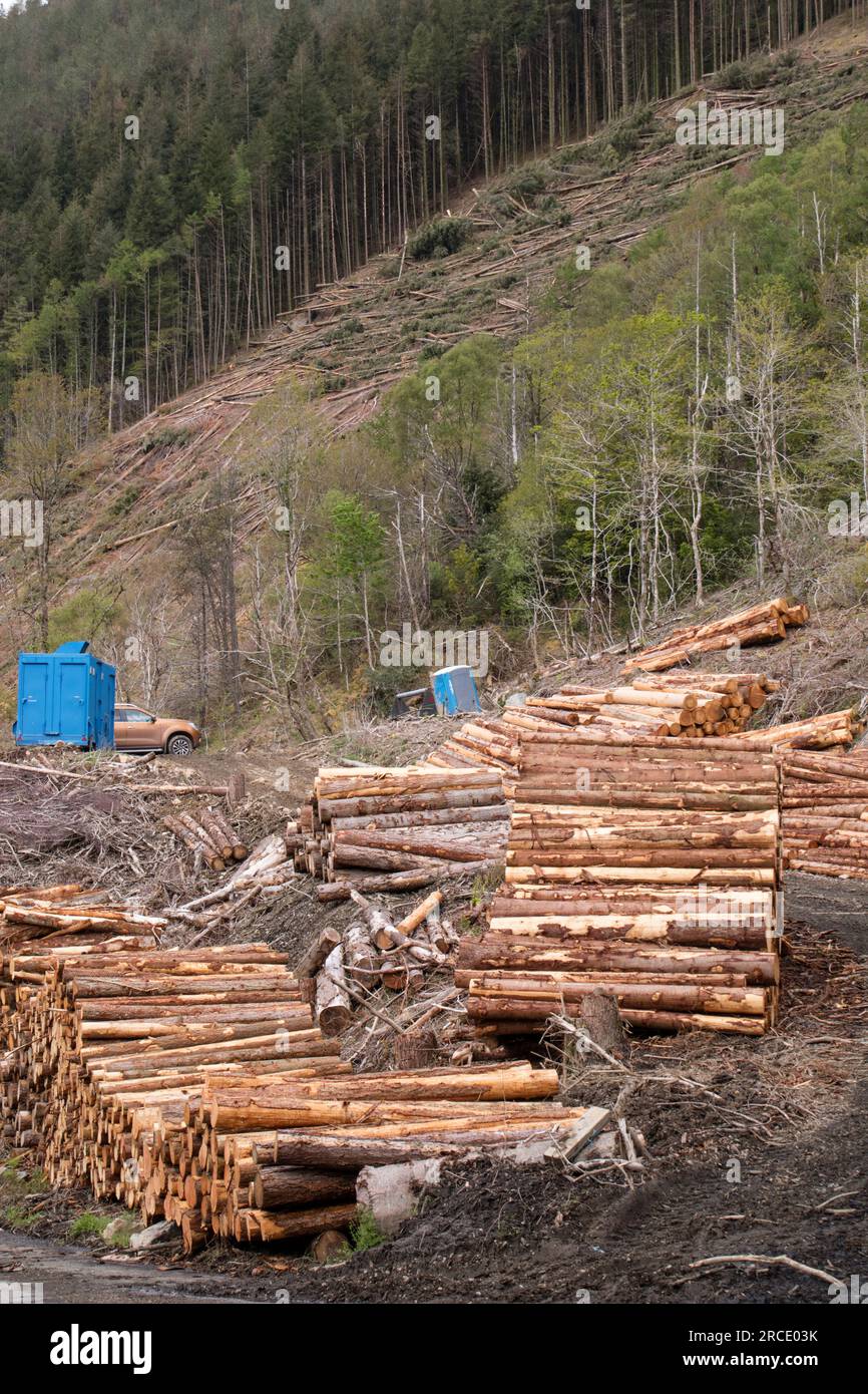 Recolección de madera de bosques de coníferas en el Reino Unido Foto de stock