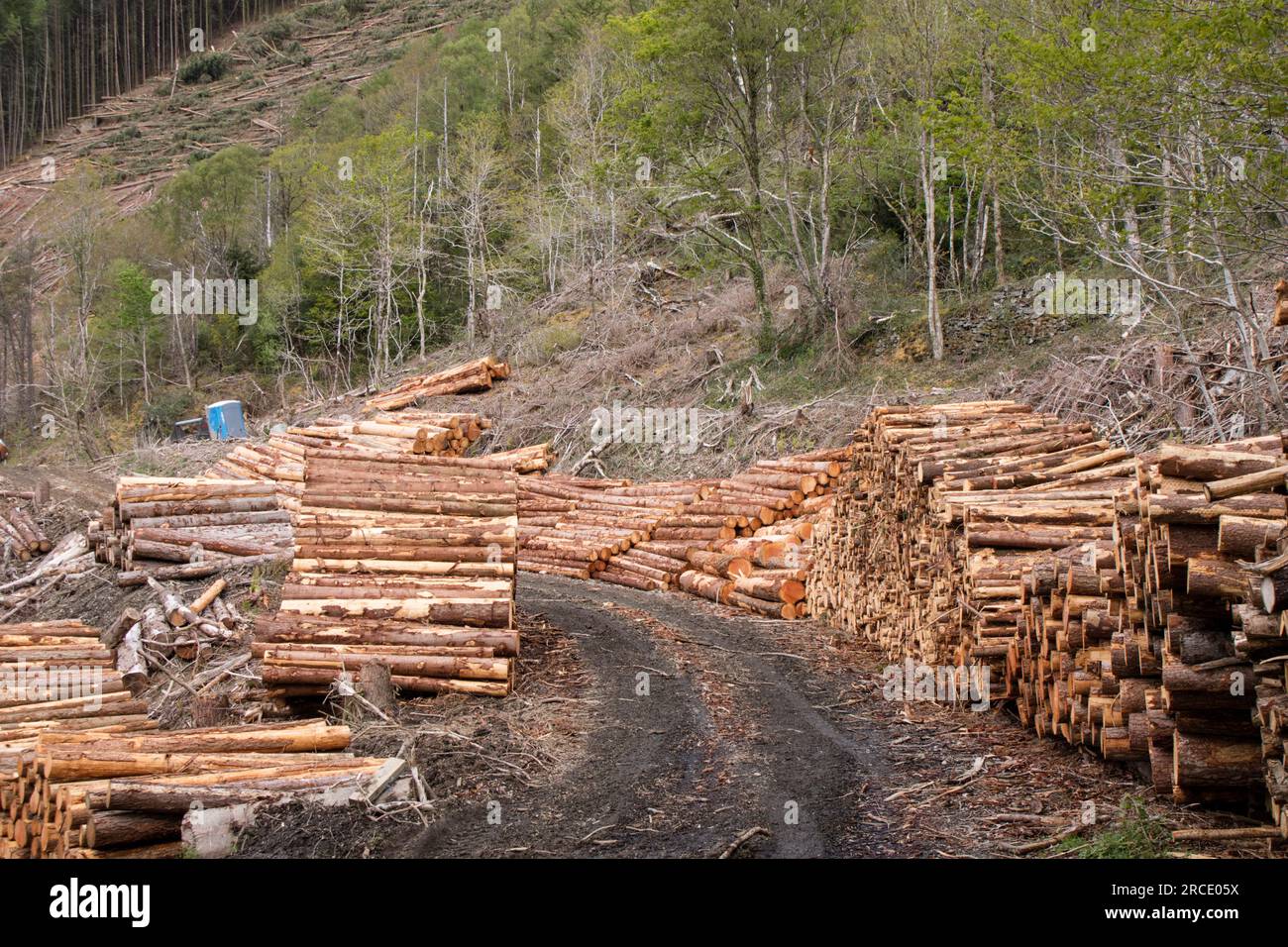 Recolección de madera de bosques de coníferas en el Reino Unido Foto de stock