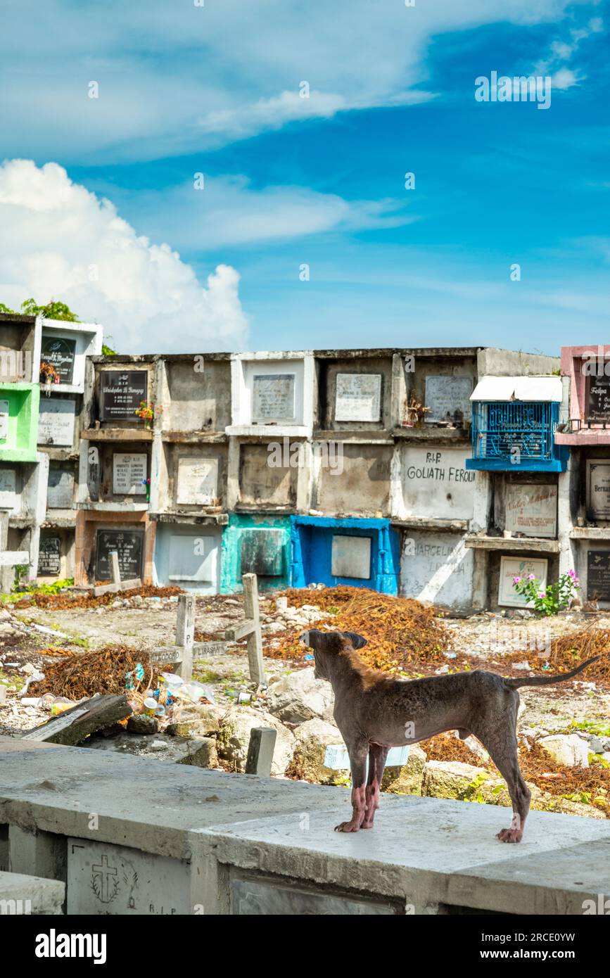 Un perro mestizo canino de aspecto lamentable, con solo un mechón de piel en la espalda, tristemente afectado por la sarna aguda, una enfermedad de la piel causada por los ácaros de la sarna y. Foto de stock