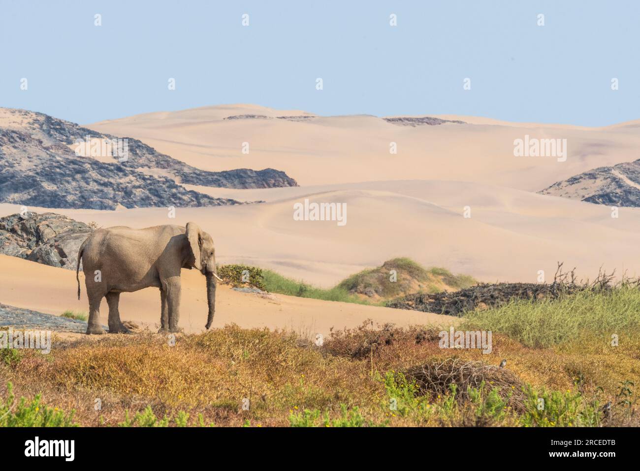 Los elefantes africanos adaptados al desierto en Namibia se han adaptado a su ambiente seco y semidesértico al tener una masa corporal más pequeña con piernas más largas. Foto de stock