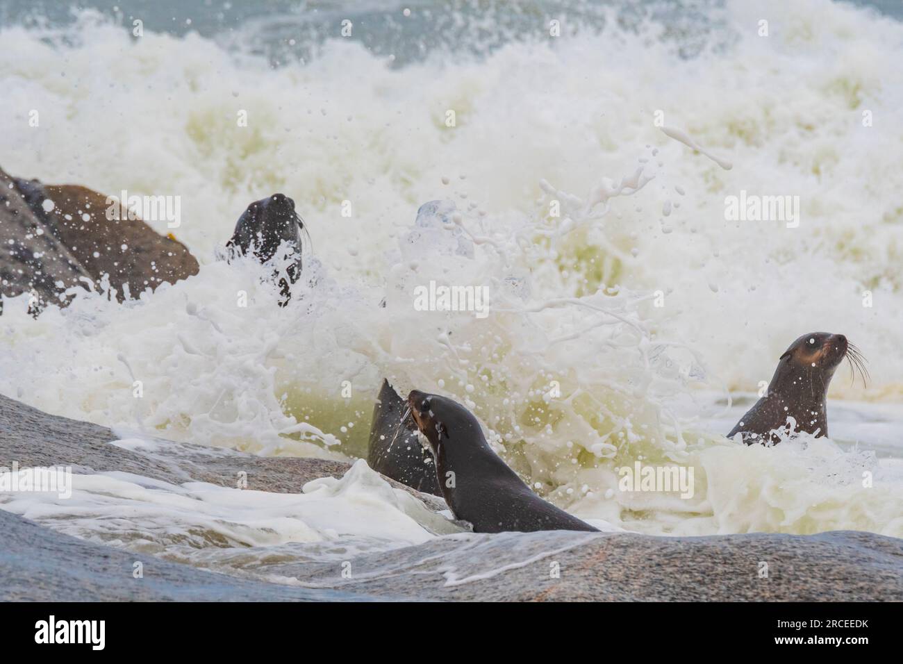 Cape Fur Seals en Hoanib Skeleton Coast en Namibia Foto de stock