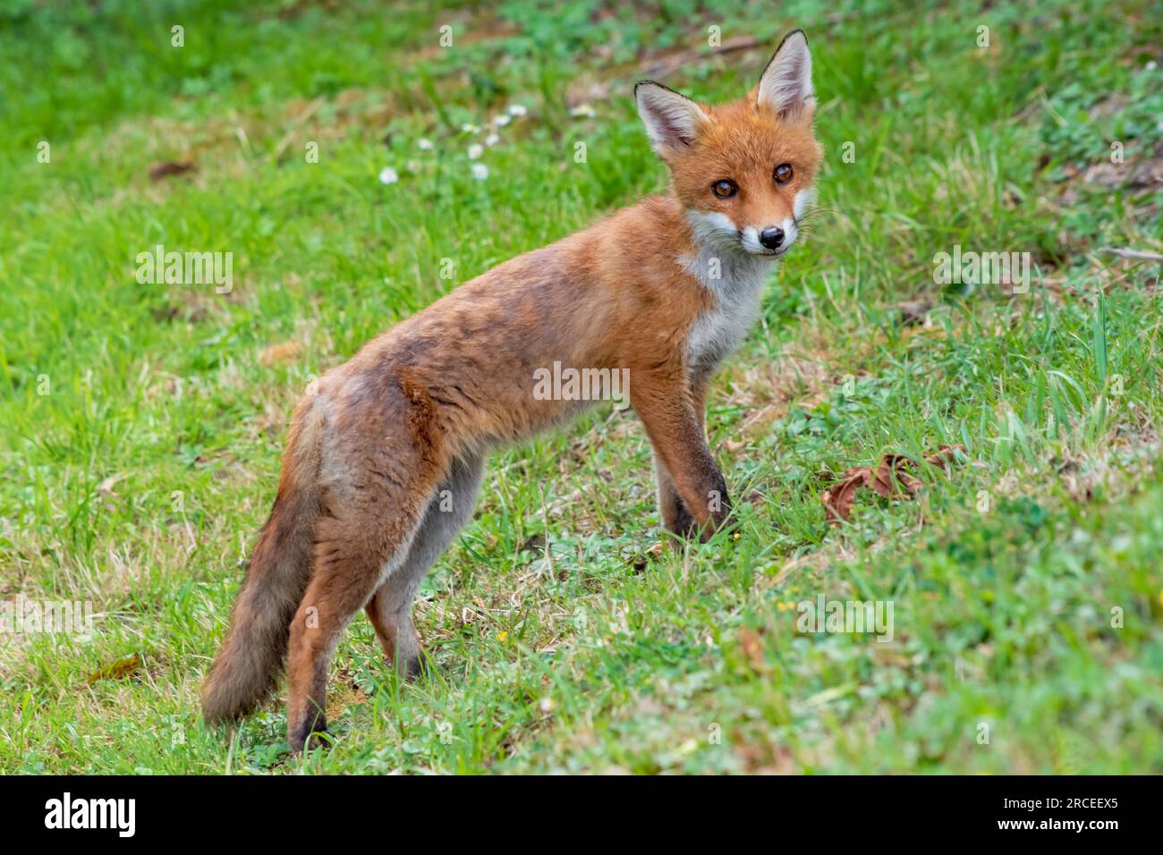 Zorro joven fotografías e imágenes de alta resolución - Alamy