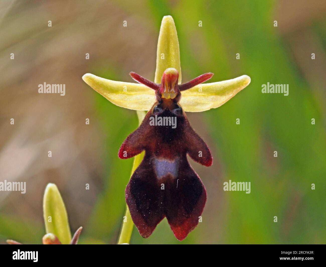 Ophrys insectifera, la orquídea mosca - una flor sexualmente engañosa que utiliza el aroma para engañar a los insectos para la polinización en Cumbria, Inglaterra, Reino Unido Foto de stock