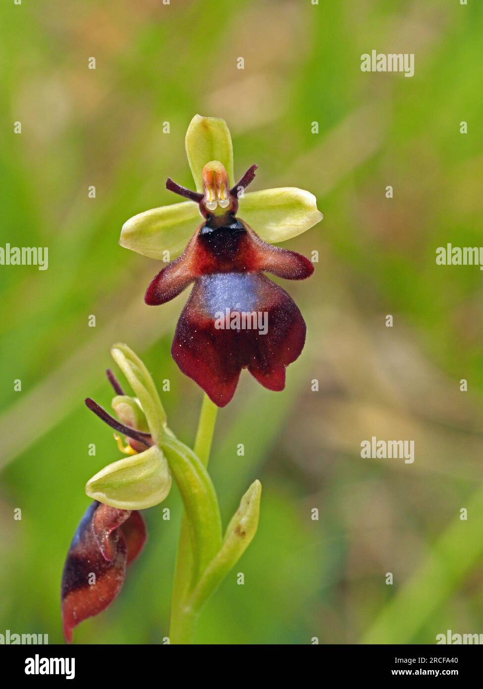 Forma amplia de Ophrys insectifera, la orquídea de la mosca - una flor sexualmente engañosa que utiliza el olor para engañar a los insectos para la polinización - Cumbria, Inglaterra, Reino Unido Foto de stock