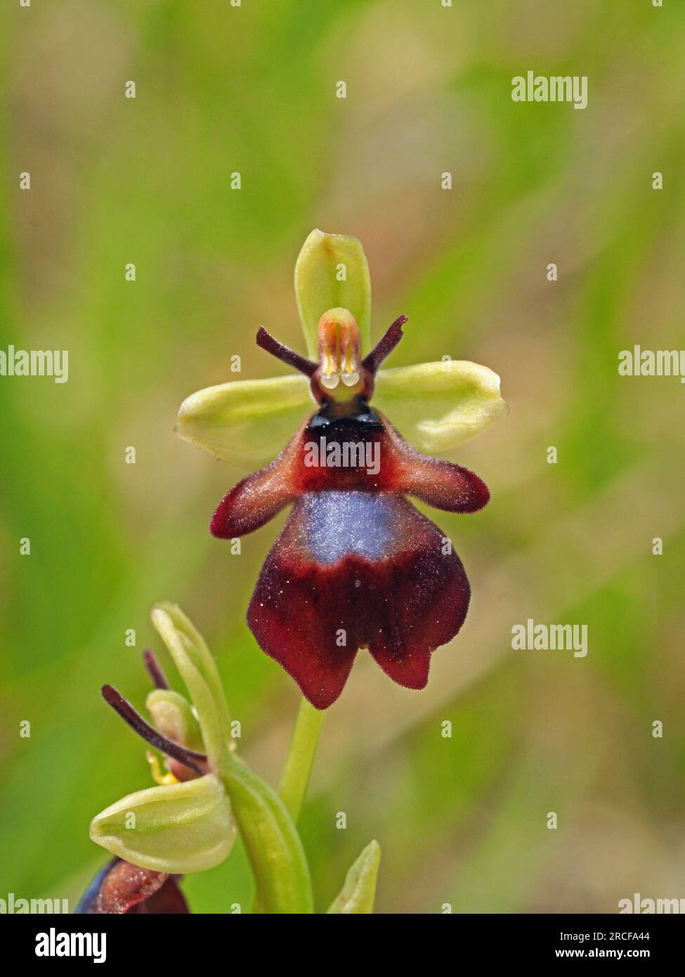 Forma amplia de Ophrys insectifera, la orquídea de la mosca - una flor sexualmente engañosa que utiliza el olor para engañar a los insectos para la polinización - Cumbria, Inglaterra, Reino Unido Foto de stock