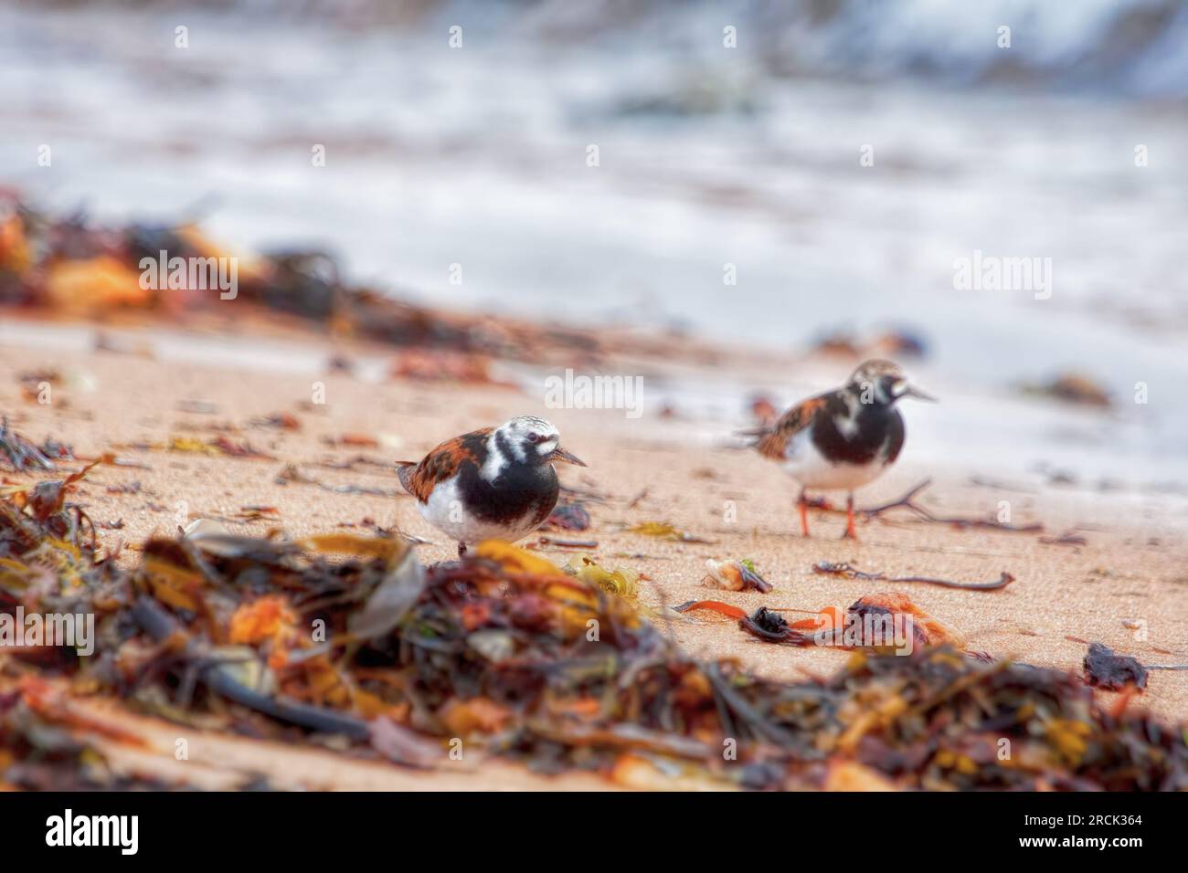 Pájaros de Turnstone en una playa de las Tierras Altas Foto de stock