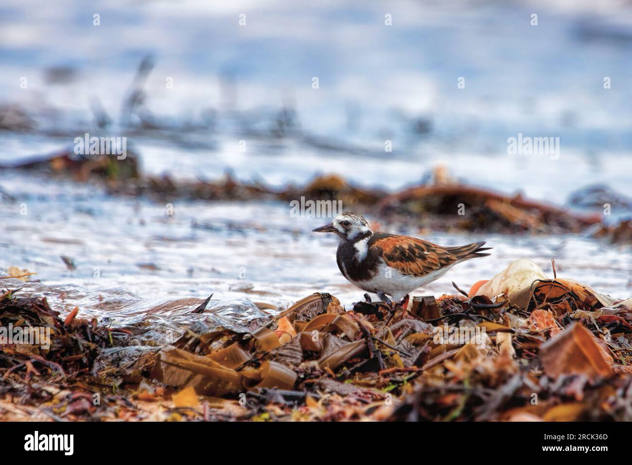 Pájaros de Turnstone en una playa de las Tierras Altas Foto de stock