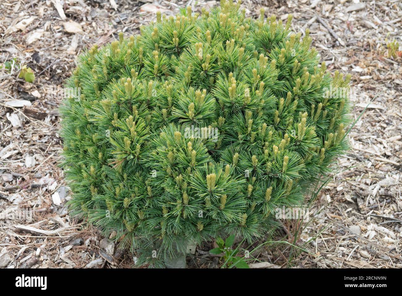 Enano, Pinus strobus 'Mary Sweeny' Crecimiento lento, Pino bajo Árbol compacto Cultivar Conífer Pino blanco oriental en forma de pino Weymouth Pequeña muestra de primavera Foto de stock