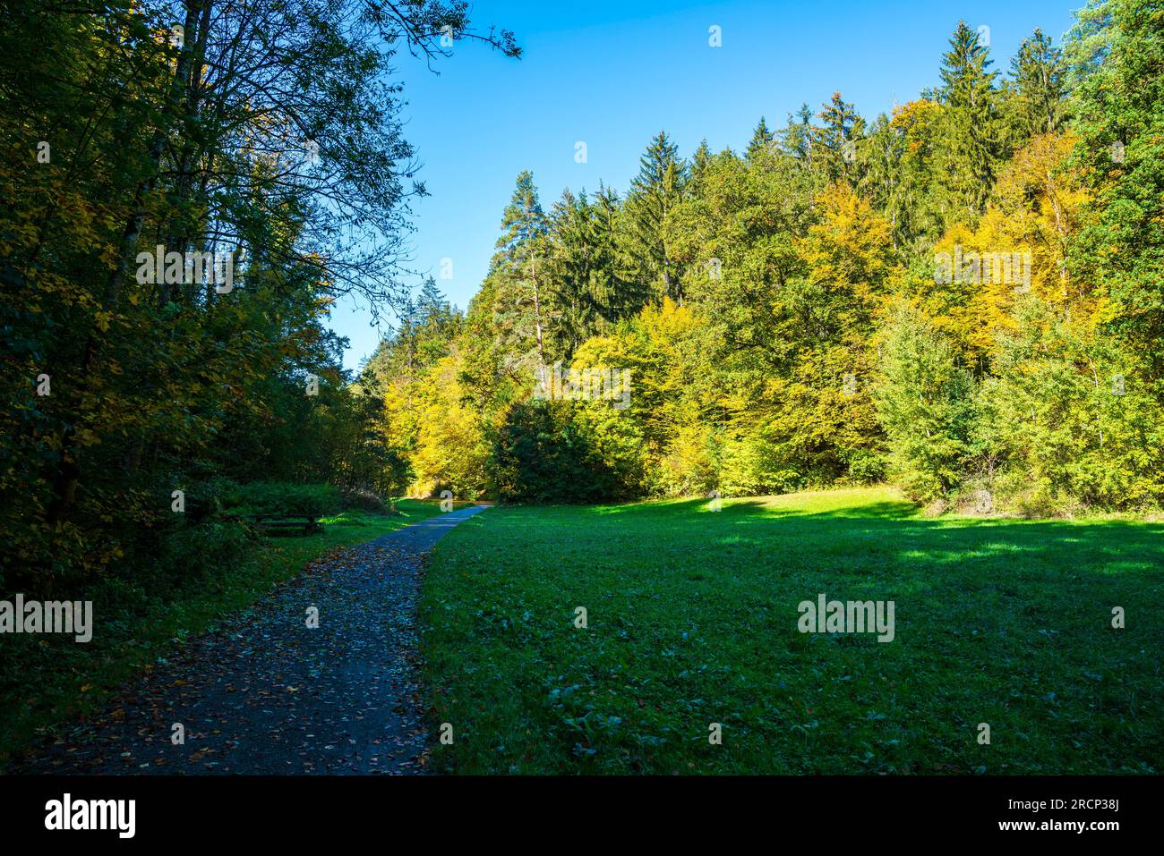 6596 Alemania, árboles de colores en el borde del bosque en la temporada de otoño con forma curva paralela a los árboles y el sol con el cielo azul Foto de stock