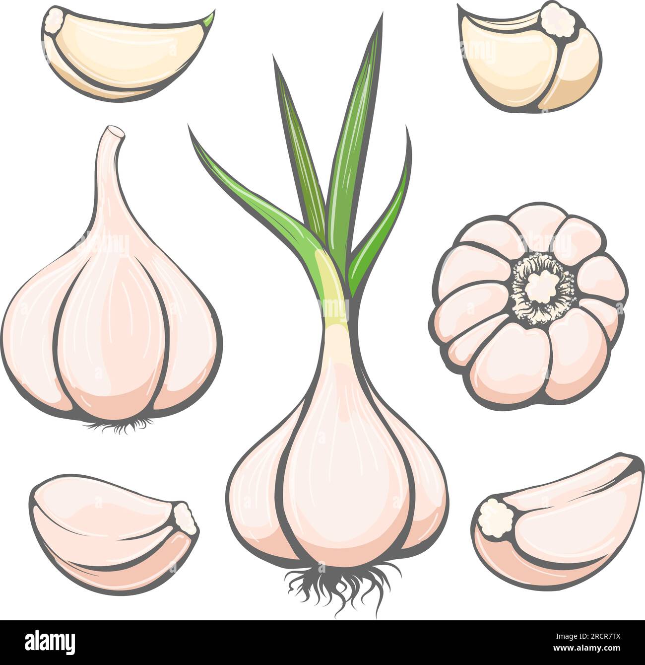 Dibujo de ajo de dibujos animados Imagen Vector de stock Alamy